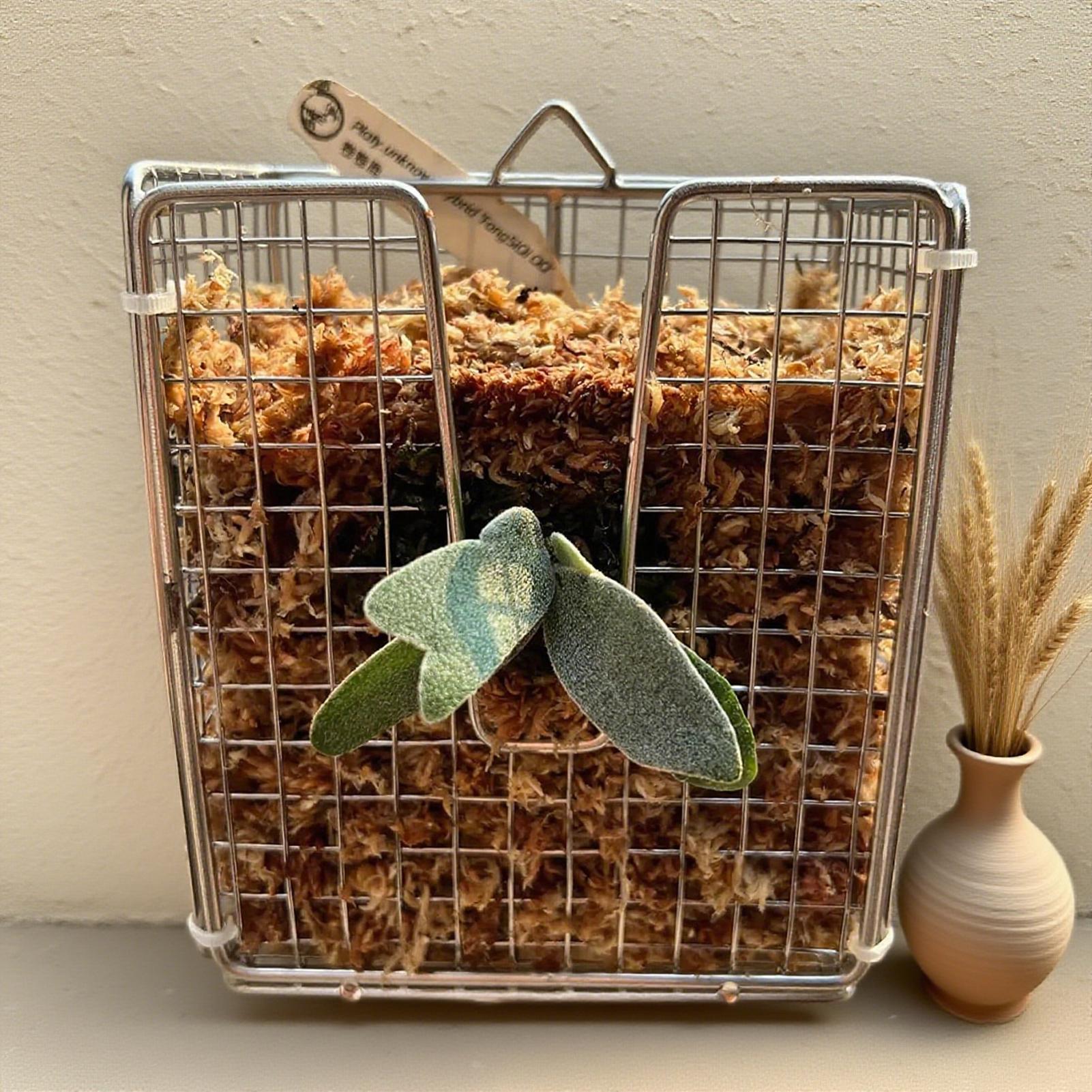 مجموعة أدوات تركيب السرخس من ا - مراجعة Vertical Planter وسعره